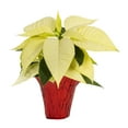 thumbnail image 2 of Expert Gardener Pint White Poinsettia Live Plant Red Foil Cover Indirect Sun 6 Pack, 2 of 7