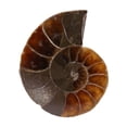 thumbnail image 4 of Espécimen fósil, 2 piezas Espécimen fósil de amonita Espécimen de concha fósil Espécimen fósil de amonita Espécimen didáctico Tecnología de vanguardia, 4 of 8
