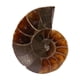 thumbnail image 4 of Espécimen fósil, 2 piezas Espécimen fósil de amonita Espécimen de concha fósil Espécimen fósil de amonita Espécimen didáctico Tecnología de vanguardia, 4 of 8