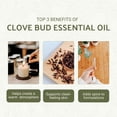thumbnail image 2 of Aceite esencial de clavo envasado en la naturaleza, 15 ml, 100% puro, 2 of 7
