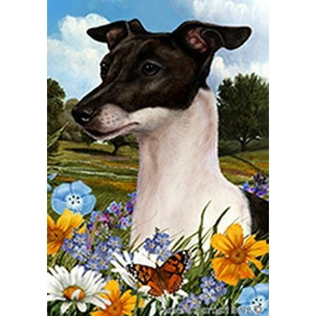 Italian Greyhound Black and White - Best of Breed  Summer Flowers Garden (Best Gardens In Italy)