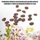 thumbnail image 5 of 50 Pcs Chinese Wisteria Sinensis Seeds Perennial Climbing Vine(pink Wisteria Sinensis), 5 of 5