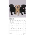 thumbnail image 3 of Labrador Retrievers | 2023 12x24 Inch Square Wall Calendar, 3 of 8