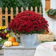 thumbnail image 3 of Better Homes & Gardens 2.5G Red Mum Live Plant in Decorative Galvanized Tin Pot Full Sun, 3 of 7
