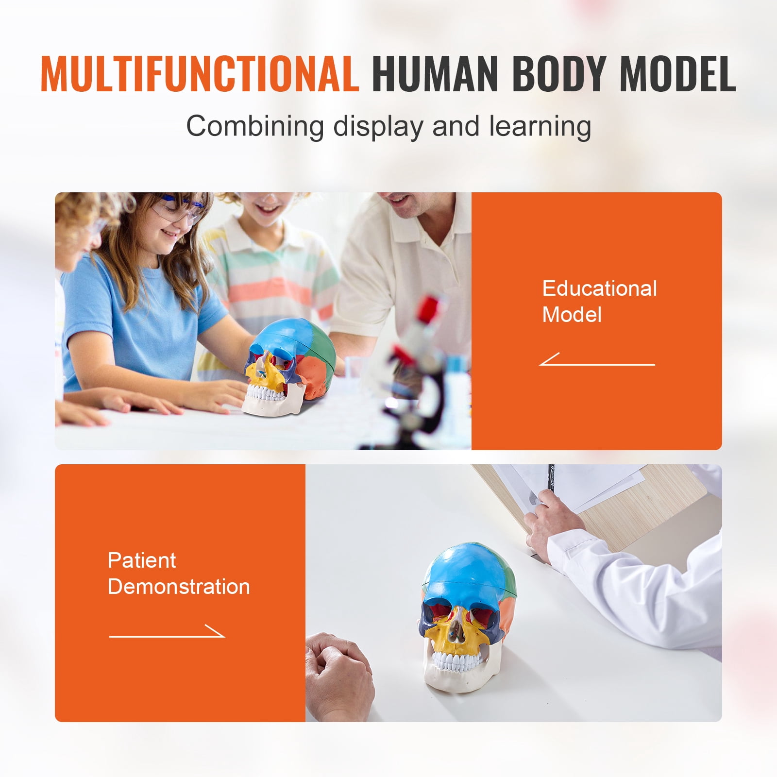 KFFKFF Human Skull Model Anatomical Skull Model 3 Parts 1:1 Colored Skeleton