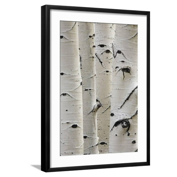 Art.com Birch Trees in a Row Close-Up of Trunks Photographic Print by sirtravelalot, Black Frame Wall Art, 21" x 29"