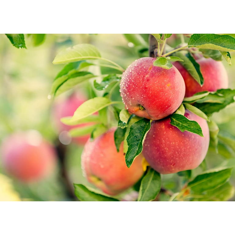  5 Honeycrisp Apple Seeds Fruit Tree for Your Garden Planting  Outdoors, Tropical Fruit Sweet Heirloom Seeds Vine : Patio, Lawn & Garden
