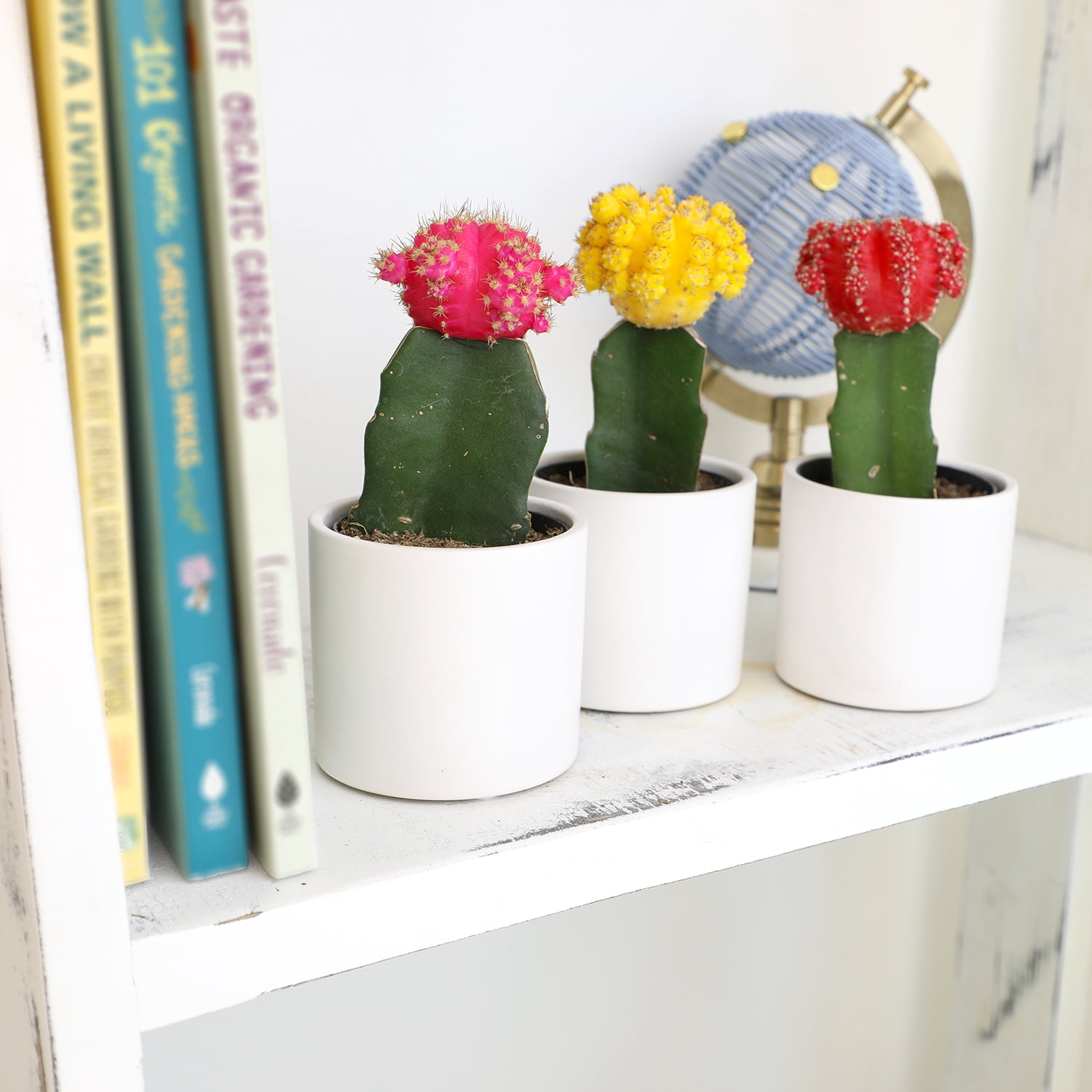 Altman Plants 2.5in Grafted Cactus Collection in White Ceramic Pots - 3 Pack