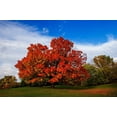 thumbnail image 3 of 25 SUGAR MAPLE Syrup TREE Native Rock Fall Color Acer Saccharum Seeds, 3 of 11