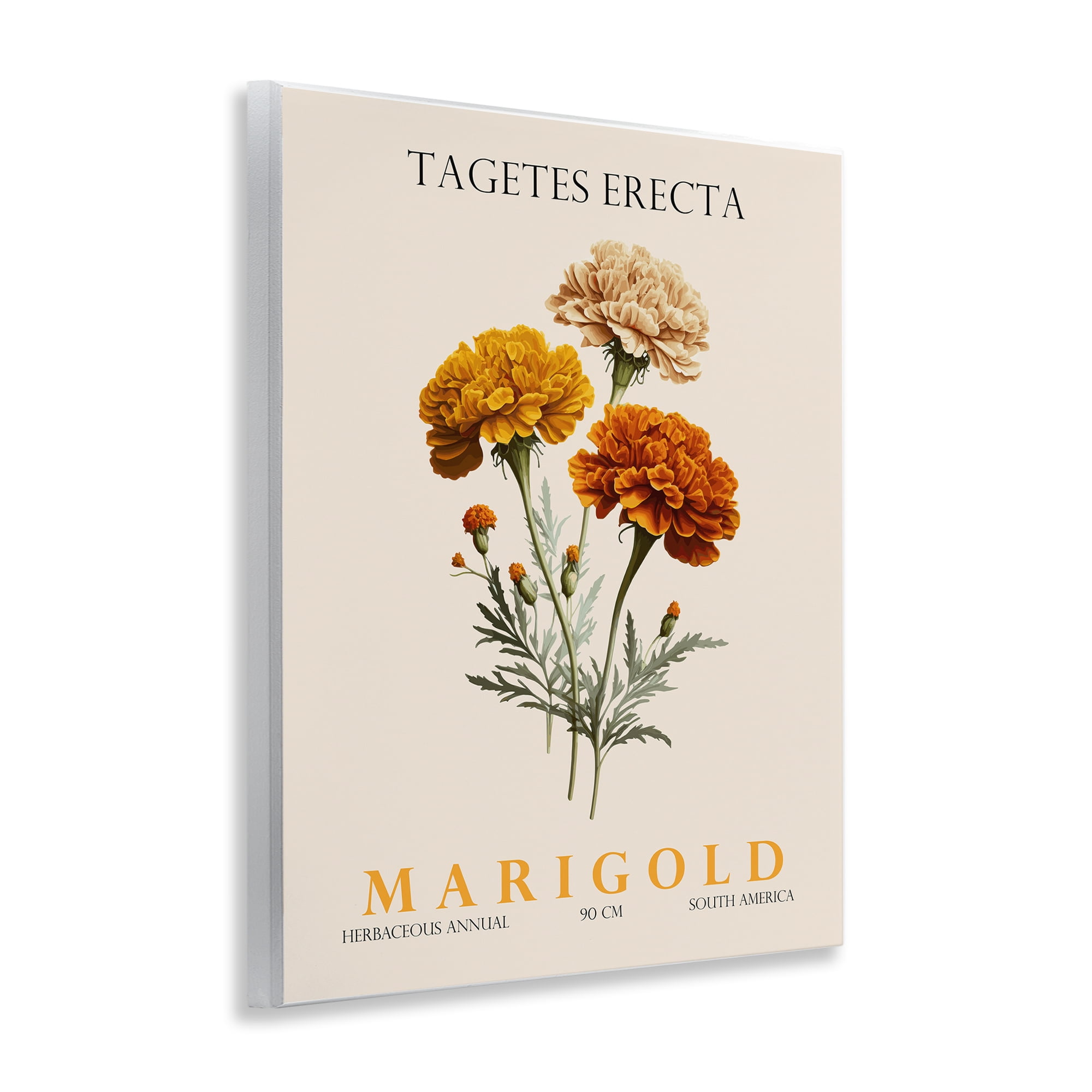 Stupell Industries Natural Marigold Bundle Wall Plaque Art, design by Christopher Giampietro