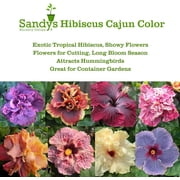 Sandys Nursery Online Hibiscus Cajun Color Bienvenue