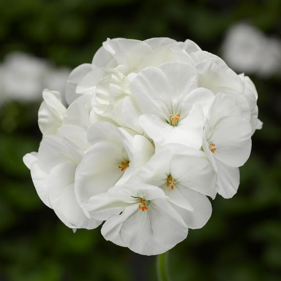 Pinto Premium Series Geranium White ~ 10 Seeds – Pelargonium x hortorum | 12-18" Upright Plants, 4-5" Blooms | Annual or Perennial | Heat & Drought Tolerant | Mixed Colors | Non-GMO