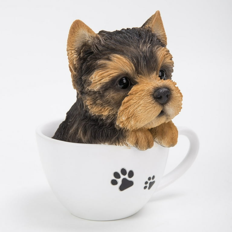 Teacup Yorkshire Terrier puppies for sale