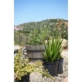 thumbnail image 2 of Aloe camperi: Deep Green Foliage, Yellow Orange Flower Succulent, 2 of 5