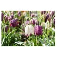 Mixed Fritillaria Meleagris Alba Bulbs for Planting Snakes Head