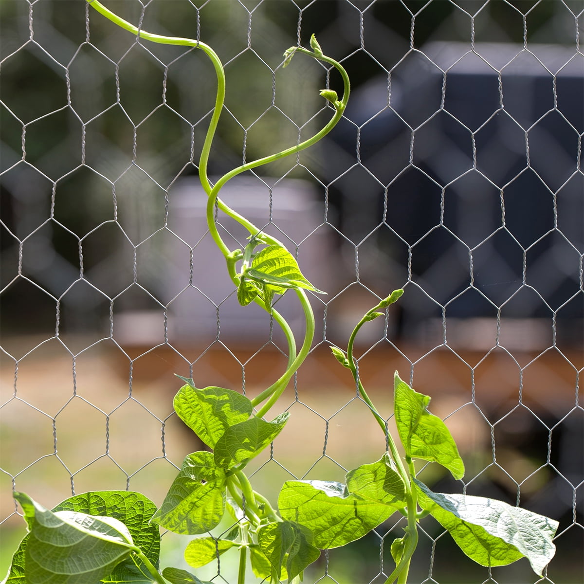 Expert Gardener Galvanized Steel Gray Chicken Wire, 24 x 10' Roll