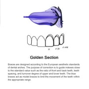 KOHEEL D PLUS N Teeth Straightener for Adults, for a Confident Smile