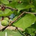 thumbnail image 1 of unbranded 1Jgo Dispositivo Para Modelar Y Ramas De Plantas Interior Y Exterior, 1 of 8
