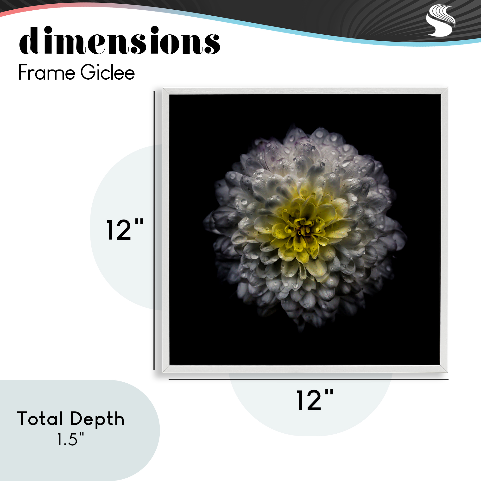 White And Yellow Mum White Framed Giclee Art, design by Brian Carson Photography