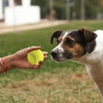 thumbnail image 4 of YINGQING Two Sizes Of Pet Tennis With Diameters For To Play With Outdoors, 4 of 5