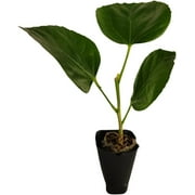 Sandys Nursery Online Hibiscus Cajun Color Bienvenue