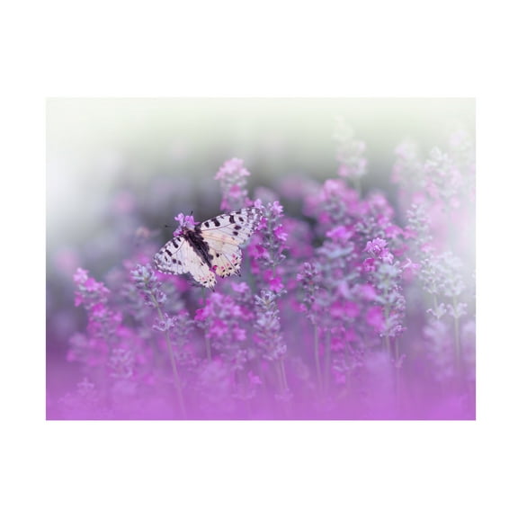 Canvas Wall Art - Juliana Nan 'Queen Of Flowers Ii' Wall Art for Living Room, Bedroom, or Office Décor by Trademark Fine Art - 19 x 14 Inches