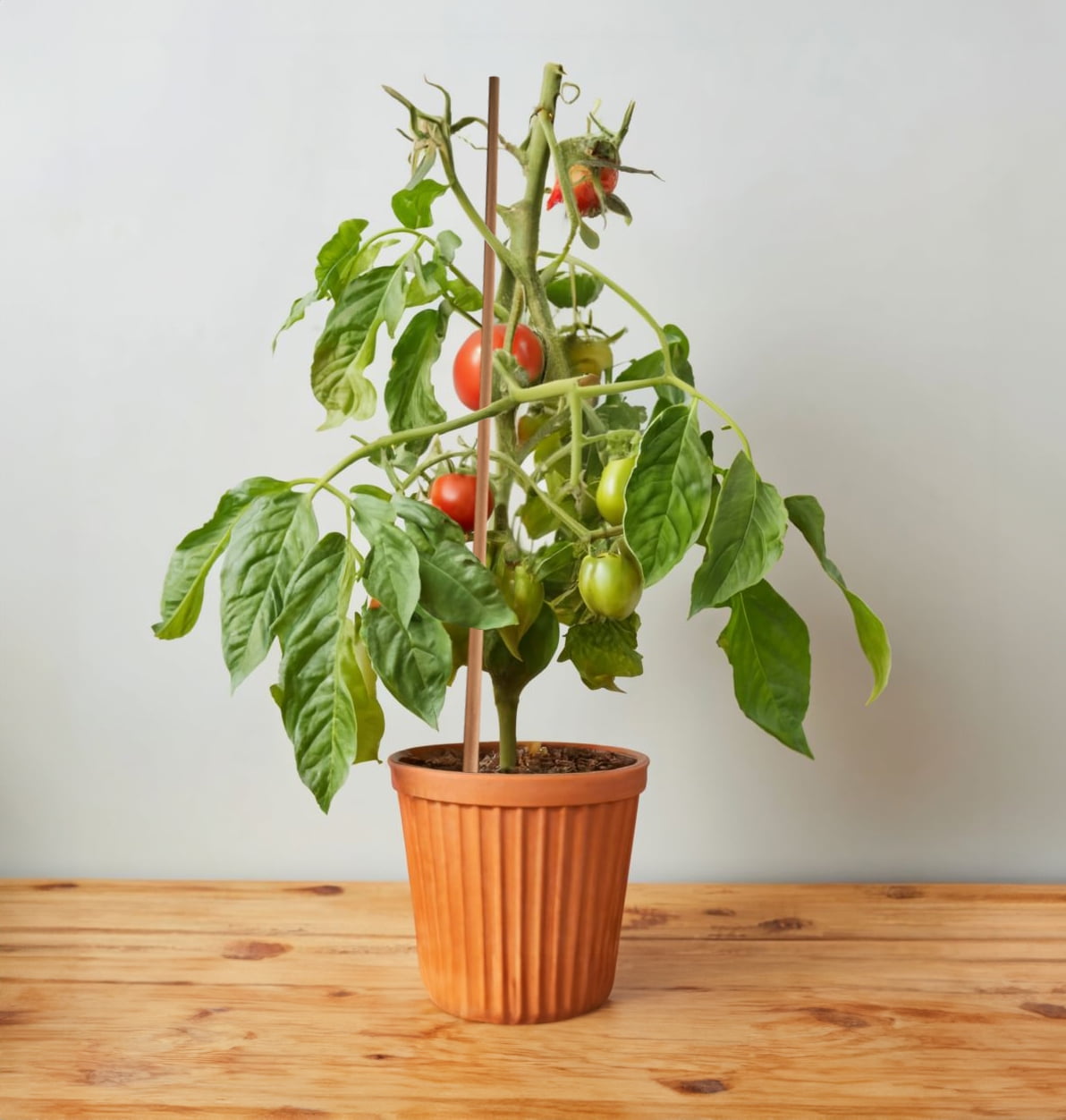 Wood Garden Stakes 3ft x 5/16 inch, Pack of 10 Beachwood Tomato Stakes Sturdier Than Cages for Garden Plant Support, by Woodpeckers