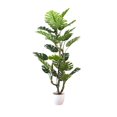 thumbnail image 1 of Monstera Délicieuse, 61"H, 1 of 4