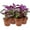 4 Plants, variant on Purple Passion Plant - Royal Velvet Plant - Live Starter Plant in a 2 Inch Pot - Gynura Aurantica - Rare Indoor Houseplant