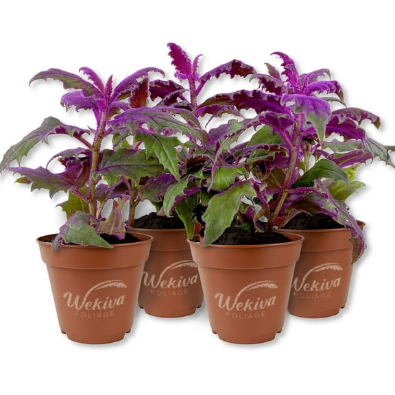 Purple Passion Plant - Royal Velvet Plant - 4 Live Starter Plants in 2 Inch Pots - Gynura Aurantica - Rare Indoor Houseplant