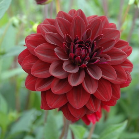 Easy to Grow Dahlia Arabian Night 3 Tuber Clumps, Red-Maroon Blooms Summer Sun