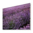 thumbnail image 2 of Designart 'Blooming Purple Lavender Meadow' Farmhouse Print on Natural Pine Wood, 2 of 5