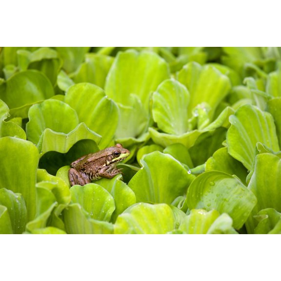 Leopard Frog Perching On Water Lettuce Ontario Canada Canvas Art - Mary Ellen McQuay  Design Pics (36 x 24)