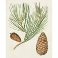 thumbnail image 3 of Unknown 20x24 Black Modern Framed Museum Art Print Titled - Antique Pine Cones III, 3 of 5