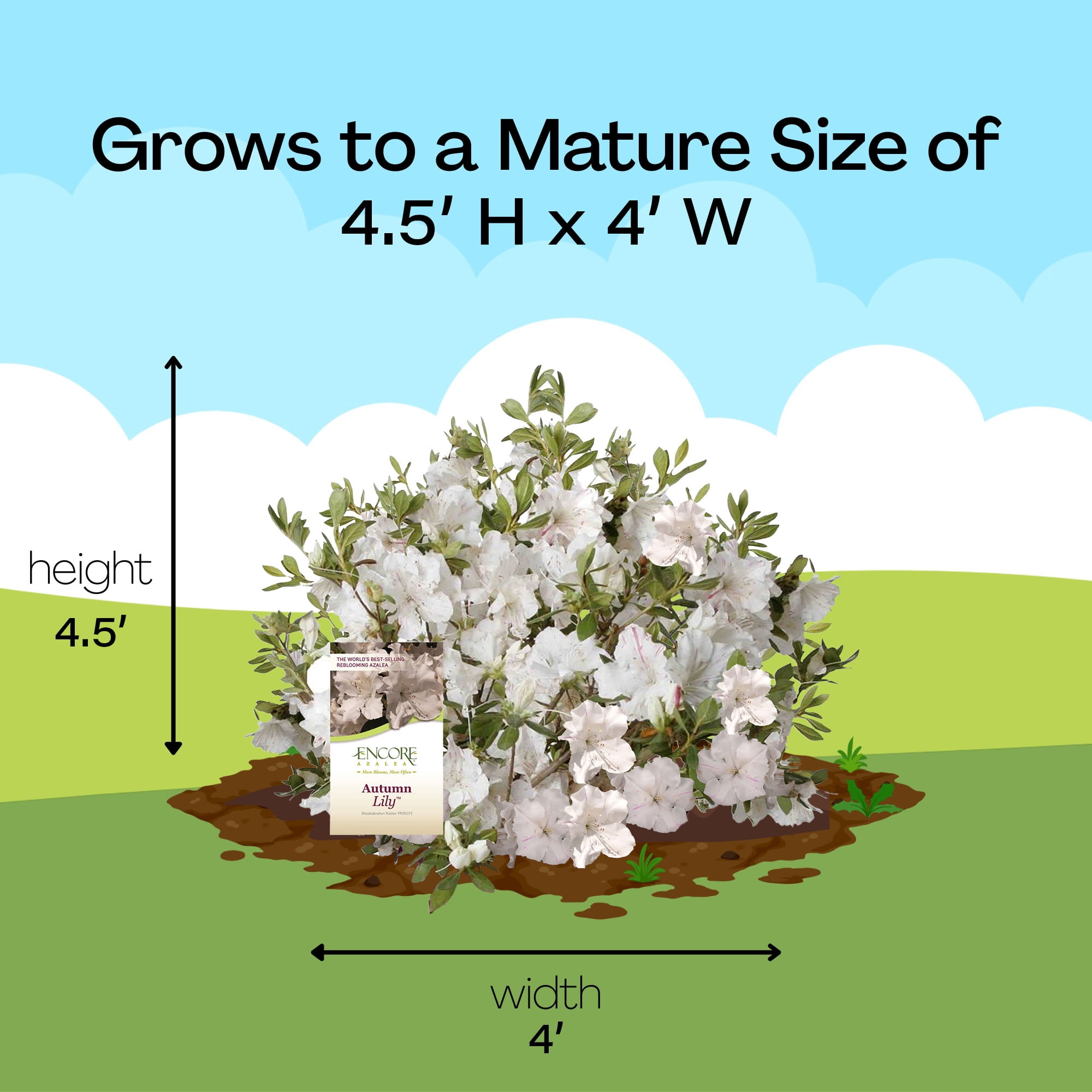 Encore Azalea Autumn Lily Live Shrub in 2-Gallon Grower Pot