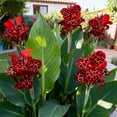 thumbnail image 2 of Canna, Low Maintenance - Easy Grow - Ideal for Beds Borders, Plant Pots & Planters, 2 of 4