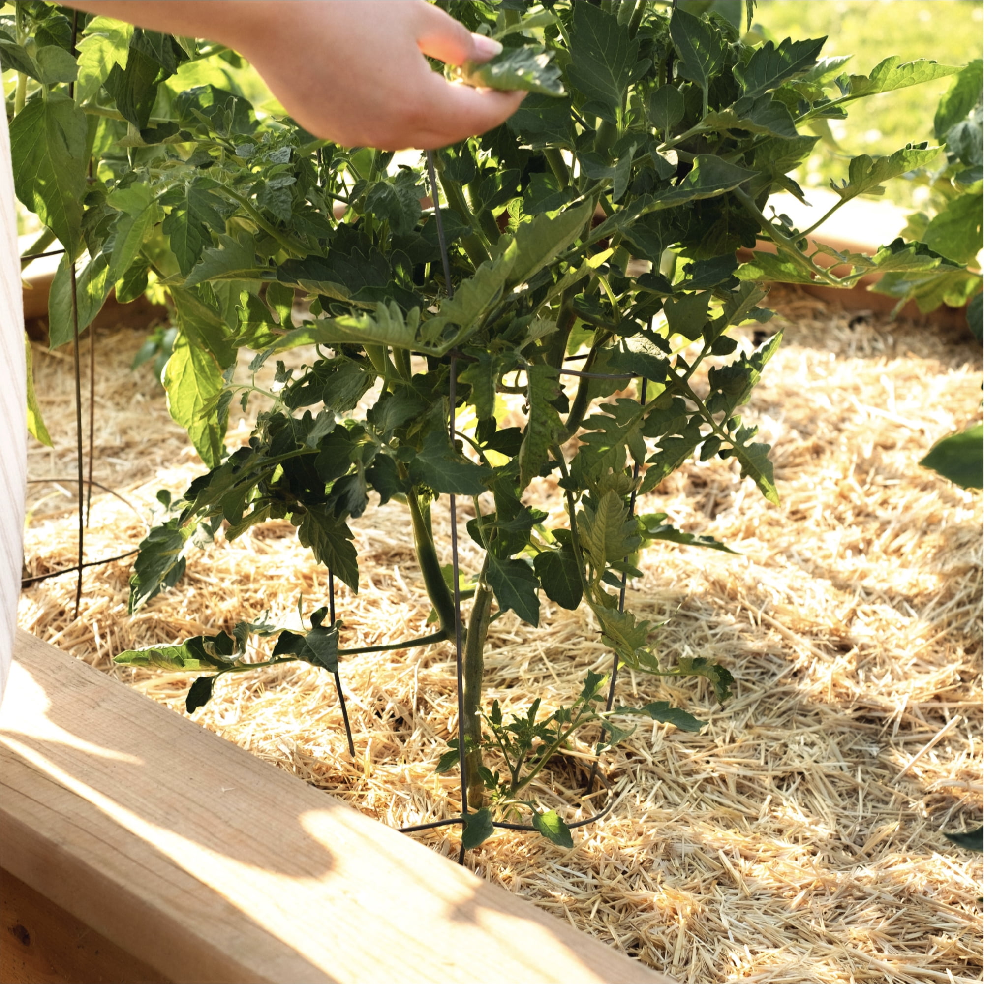 HealthiStraw GardenStraw Mulch, 2 cu ft (8 lbs) – All-Natural Wheat Straw for Gardens, Veggies, Lawns – Sustainable, Water-Saving, Weed-Blocking, Cleaned, No Plastic