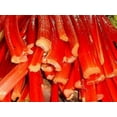 thumbnail image 3 of 25 Seeds VICTORIA RHUBARB aka Pieplant Rheum Rhabarbarum Perennial Fruit Vegetable Seeds, 3 of 5