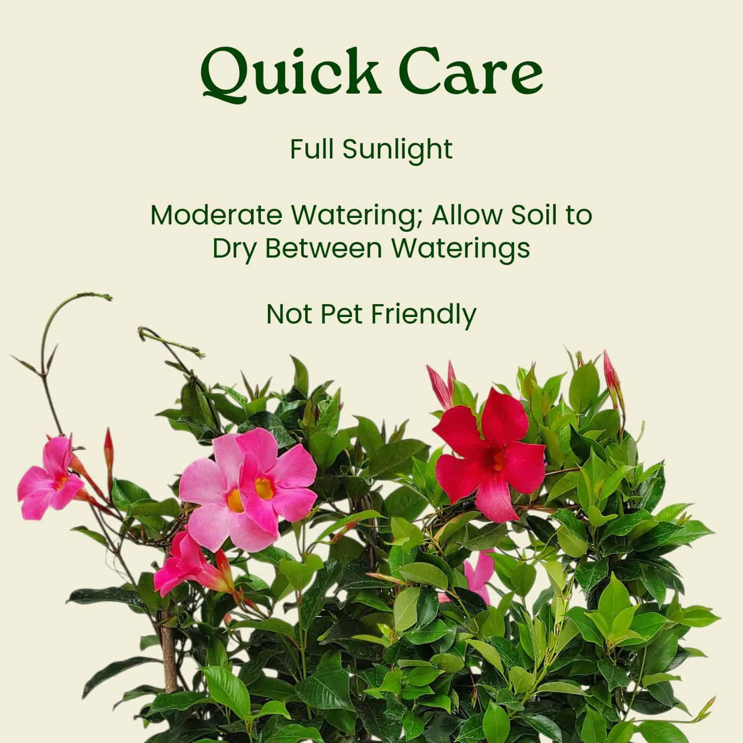 Tropical Plants of Florida 20" Pretty Pink Dipladenia Live Plants in 6" Planter