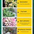 thumbnail image 5 of 300ml Nutrient for Promoting Succulent Germination and Growth, 5 of 5