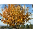 thumbnail image 4 of Asian Pear Tree | Premium Seeds | Pyrus pyrifolia 'Fall' | Plants'® (Premium Seeds, 50), 4 of 9