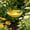 Yellow-YE, variant on MMJ Garden Stake Metal Flower Bird Bath Feeder Bowl Pollinator Watering Station for Butterfly Outdoor Decor