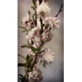 thumbnail image 2 of Greenwood, Julie 15x24 Black Ornate Wood Framed with Double Matting Museum Art Print Titled - Blossoming Almond 1, 2 of 4