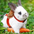 thumbnail image 4 of Wang jianhao Small Pet Harness and Leash, 4-Pack Adjustable Vest Set for Rabbits, Bunnies and Ferrets, 4 of 8