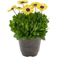 thumbnail image 2 of Better Homes & Gardens 3QT Yellow Blue Eye Osteospermum Live Annual Plant Decorative Pot Sun 2-Pack, 2 of 7