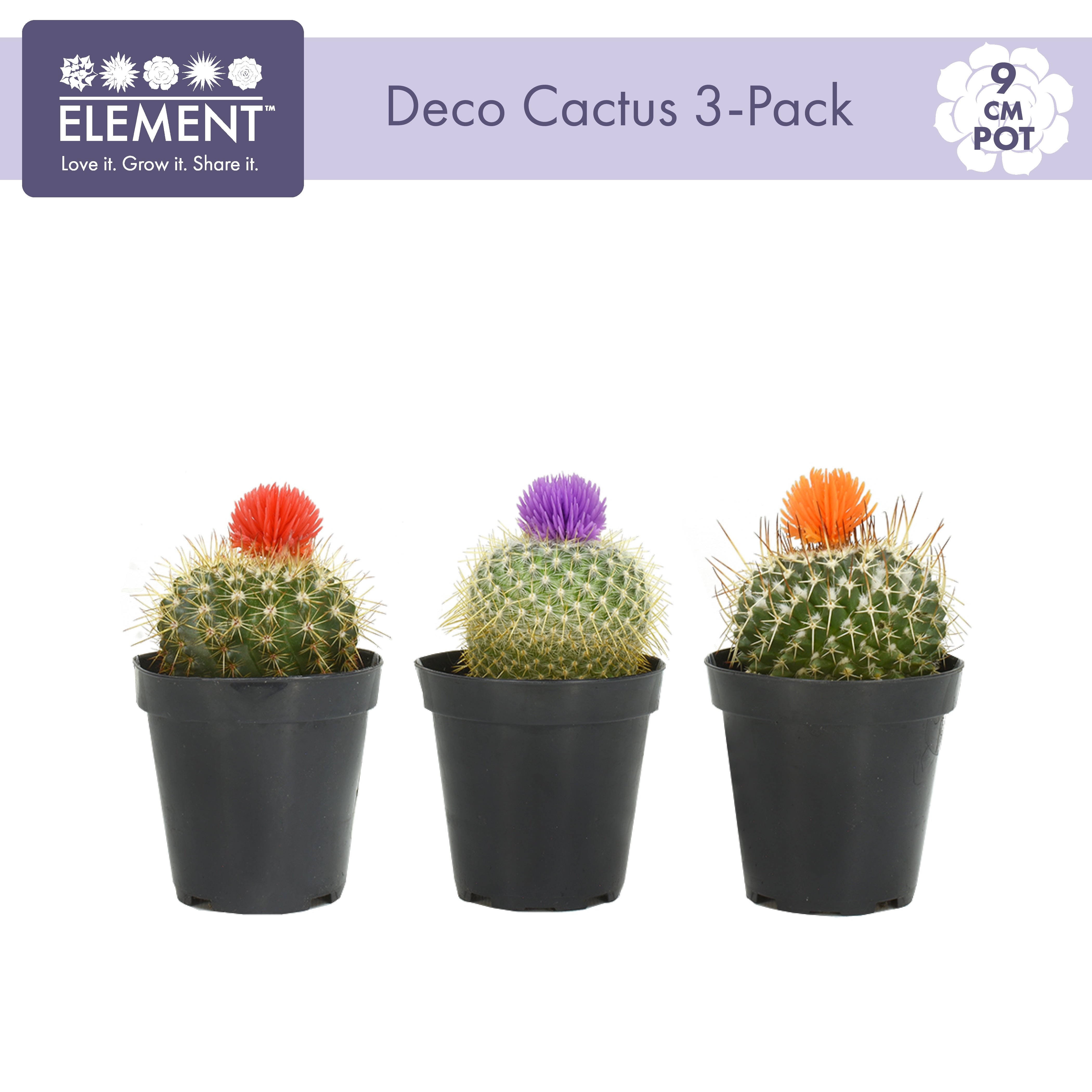 Element by Altman Plants 3.5' Multi-color Cactus Live Plants (3 Pack)