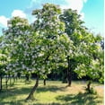 thumbnail image 5 of Catalpa Tree Live Plant 12-18" Tall in Quart Pot - Flowering Plant - Ornamental Tree for Outdoor Garden, 5 of 5