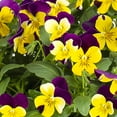 thumbnail image 2 of Expert Gardener Trailing Pansy 1.5G Multi-color Live Plants, 2 of 2