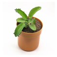 thumbnail image 1 of Flowerpot-Shaped Iron Money Safe, Password Lock Hidden Storage Box, 1 of 6