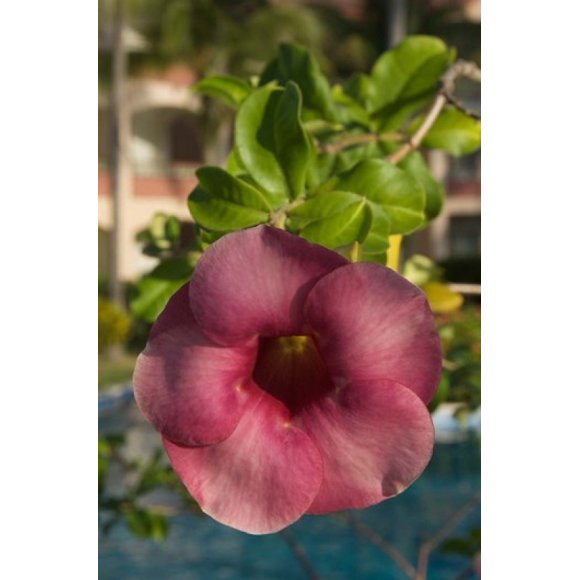 Dominican Republic, Punta Cana, Allamanda flower - pink Poster Print by Lisa S. Engelbrecht (24 x 36)